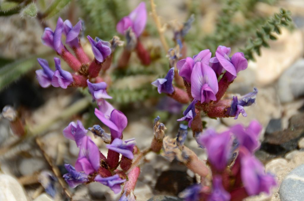 27 Purple Flowers Close Up At Kerqin Camp In The Shaksgam Valley On Trek To K2 North Face In China